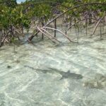 Mangrove Clear Kayak Tour - Frequently Asked Questions