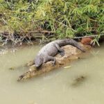 Mangrove & Gandoca Lagoon - An In-Depth Look at the Gandoca Lagoon Experience