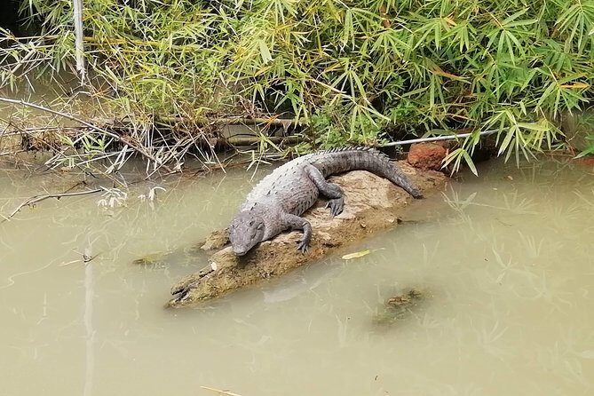 Mangrove & Gandoca Lagoon - An In-Depth Look at the Gandoca Lagoon Experience