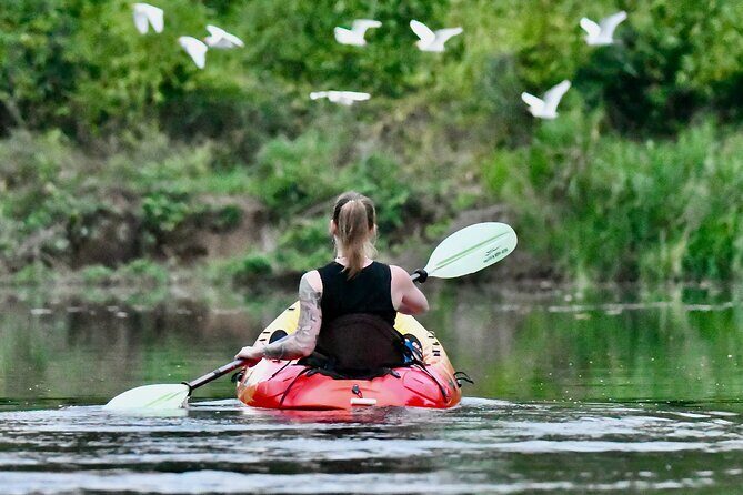 Mangrove Kayak - What Makes This Tour Special