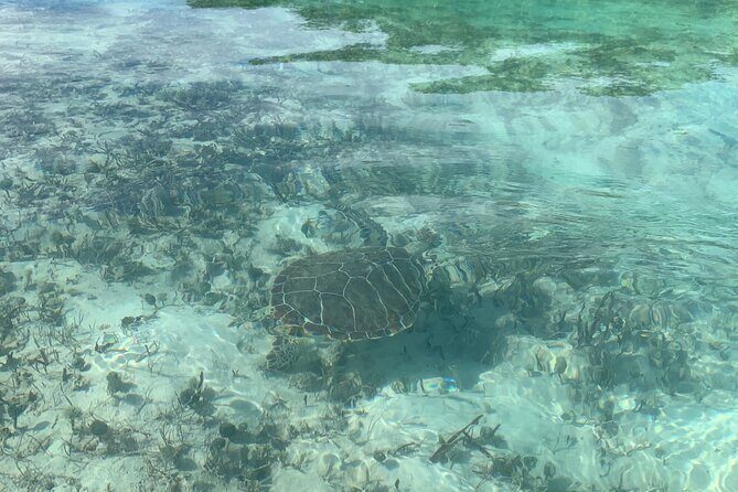 Mangroves Kayak Tour - FAQs