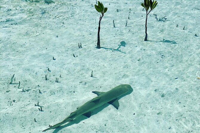 Mangroves Stand-Up Paddleboard Tour - Why Choose This Tour?