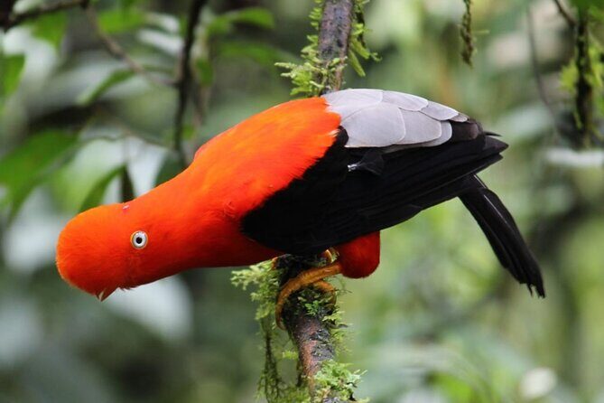 MANU 4 Days to National Park Ecological Tour - Authentic Experiences & Unique Insights