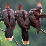 Manu Cultural Zone Tour 7 Days - Why This Tour Delivers Value