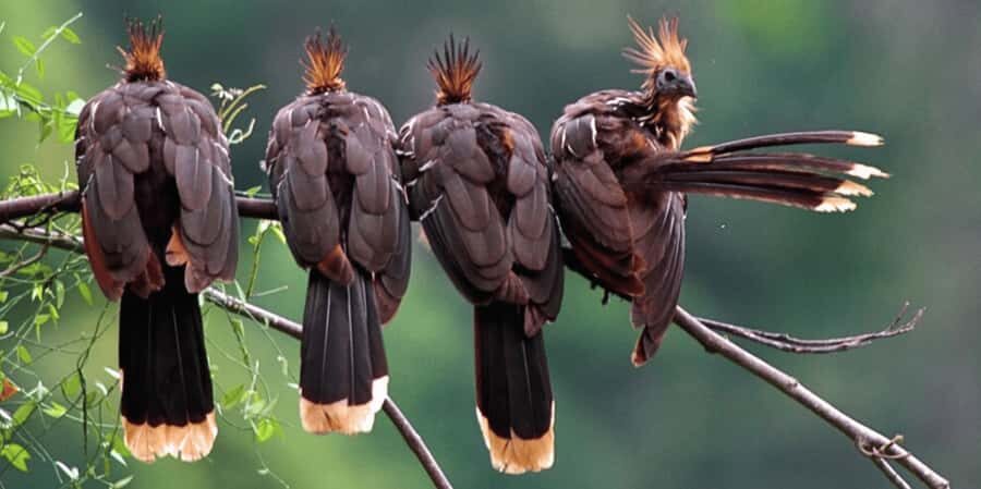 Manu Cultural Zone Tour 7 Days - Why This Tour Delivers Value