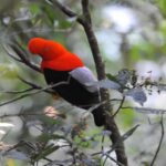 Manu Jungle Expeditions 3 Days - Journey into the Heart of the Amazon: What to Expect