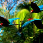 Manu Jungle Exploring (5 Days) - Practical Details and Considerations