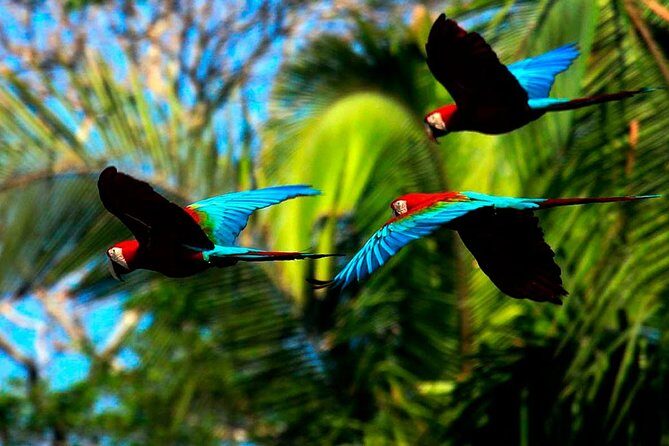 Manu Jungle Exploring (5 Days) - Practical Details and Considerations