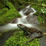 Manu Jungle Tour (4 Days) - Considerations for Travelers