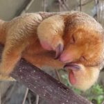 Manuel Antonio: Boat Mangrove Tour to See Animals - The Sum Up: Is It Worth Your Time?