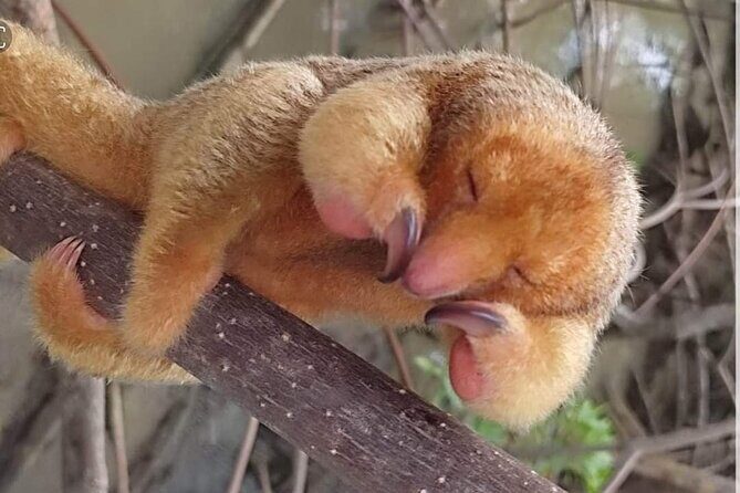 Manuel Antonio: Boat Mangrove Tour to See Animals - The Sum Up: Is It Worth Your Time?