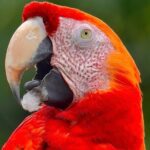 Manuel Antonio Esquipulas Birdwatching Tour - FAQs