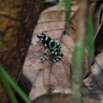 Manuel Antonio Hanging Bridges and Waterfall Tour - In-Depth Review of the Manuel Antonio Hanging Bridges and Waterfall Tour