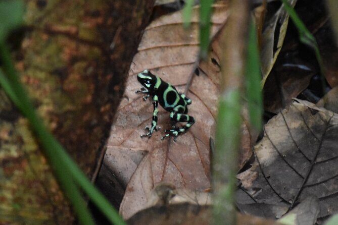 Manuel Antonio Hanging Bridges and Waterfall Tour - In-Depth Review of the Manuel Antonio Hanging Bridges and Waterfall Tour