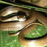 Manuel Antonio Herping Night Tour (Reptiles and Amphibians) - How This Experience Adds Value
