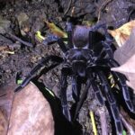 Manuel Antonio Jungle Night Tour with pick up included - Frequently Asked Questions