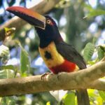 Manuel Antonio National park afternoon wildlife experience - Final Thoughts