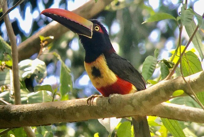 Manuel Antonio National park afternoon wildlife experience - Final Thoughts