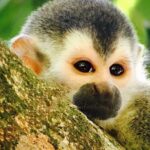 Manuel Antonio National Park full Wildlife - Why This Tour Stands Out