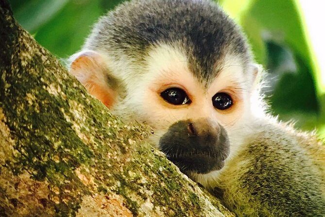 Manuel Antonio National Park full Wildlife - Why This Tour Stands Out