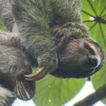 Manuel Antonio National Park *Group tour/Park ticket NOT included - Authentic Experiences and the True Costa Rican Flavor