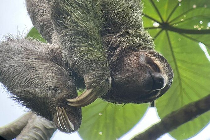 Manuel Antonio National Park *Group tour/Park ticket NOT included - Authentic Experiences and the True Costa Rican Flavor