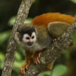 Manuel Antonio National Park guided tour - Authenticity and Reviews