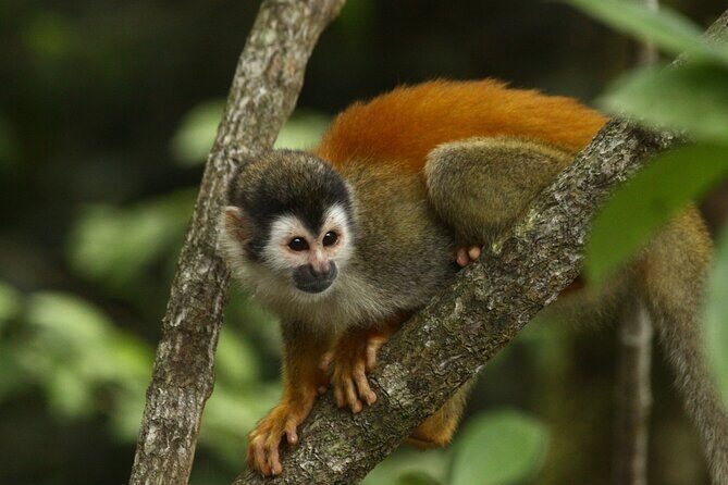 Manuel Antonio National Park guided tour - Authenticity and Reviews