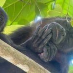 Manuel Antonio National Park: Guided tour to see animals - An In-Depth Look at the Tour Experience