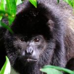 Manuel Antonio National Park Guided Walk - Exploring Manuel Antonio National Park Guided Walk in Detail