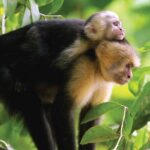 Manuel Antonio National Park Hiking Guided Tour - The Sum Up