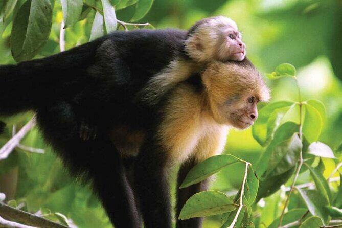 Manuel Antonio National Park Hiking Guided Tour - The Sum Up