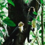 Manuel Antonio National Park Nature Walk - What to Expect on the Tour