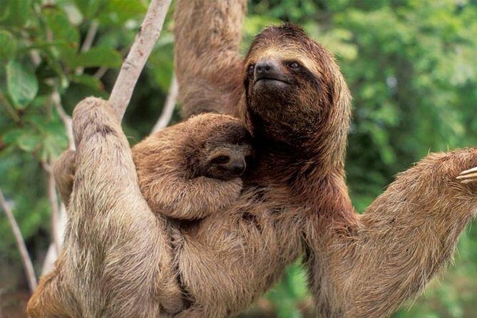 Manuel Antonio National park, PRIVATE day tour from jaco - Final Thoughts