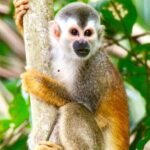 Manuel Antonio National Park Wildlife Tour - Detailed Breakdown of the Itinerary