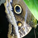 Manuel Antonio Night Jungle Tour - Frequently Asked Questions