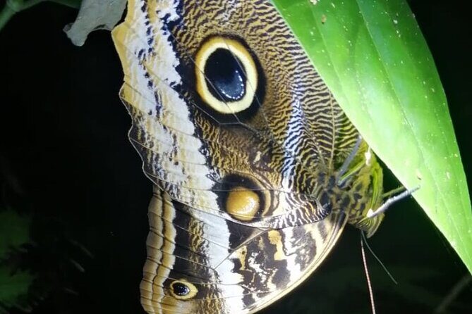 Manuel Antonio Night Jungle Tour - Frequently Asked Questions