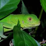 Manuel Antonio Night Tour - The Sum Up: Is the Manuel Antonio Night Tour Worth It?