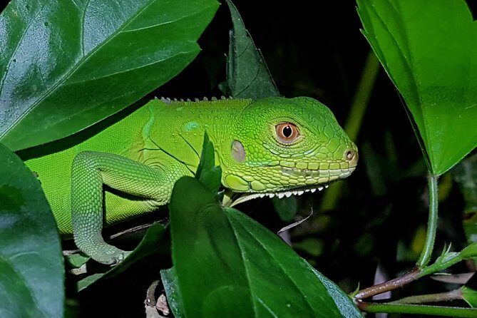 Manuel Antonio Night Tour - The Sum Up: Is the Manuel Antonio Night Tour Worth It?