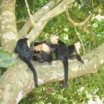 Manuel Antonio Park Tour - An In-Depth Look at the Manuel Antonio Park Tour