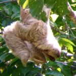 Manuel Antonio rain forest park and beach tour - Real Traveler Perspectives