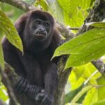 Manuel Antonio with Mauro / Tickets not Included! - The Sum Up