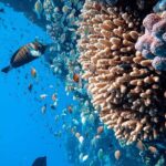 Margaritaville/Jeski Tour or Snorkeling in Montego Bay - The Reef and Fish Experience