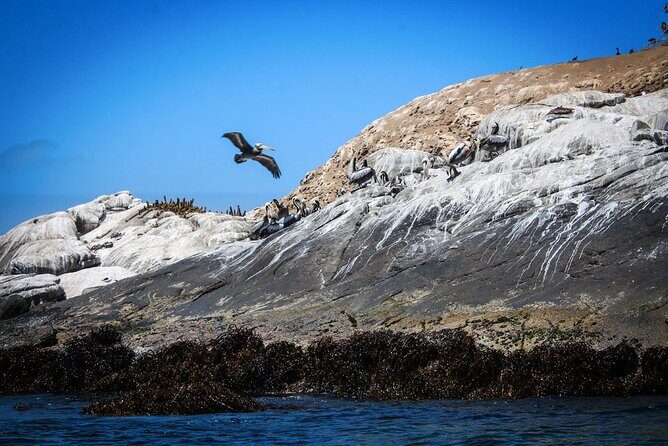 Marine life & flavors of the Pacific Full Day Private Tour - Why This Tour Works