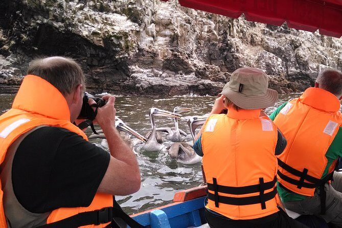 Marine wildlife observation in a fishing village - A Detailed Look at the Tour Experience