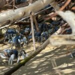 Maritime Adventure Bahia de Cinto and Playa Cristal, Tayrona Park - Diving Into the Details: What You Can Expect