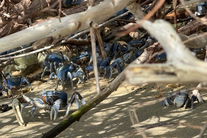 Maritime Adventure Bahia de Cinto and Playa Cristal, Tayrona Park - Diving Into the Details: What You Can Expect