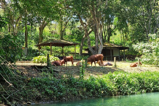 Martha Brae Bamboo Rafting and Shopping Private Tour - Analyzing the Value: Is It Worth It?