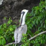 Martinique : Anse Coralienne & Tortues - Final Thoughts: Is It Worth It?