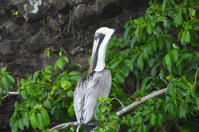 Martinique : Anse Coralienne & Tortues - Final Thoughts: Is It Worth It?